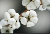Cotton Cotton